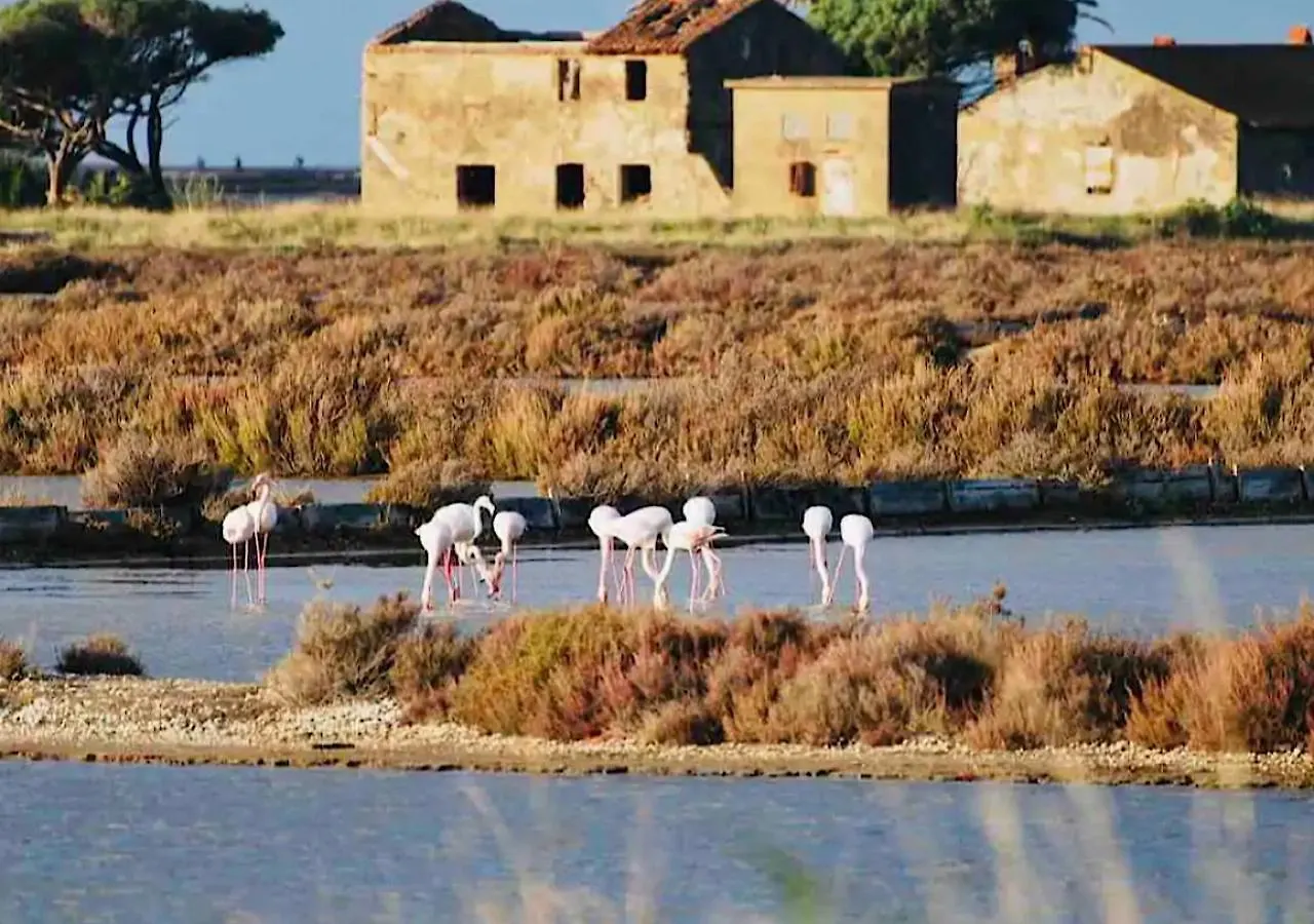 Les Flamants Roses La Capte Clim 4Pers 100M Plage Hyeres